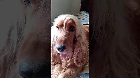 #dogsgow , #animals , #dogs