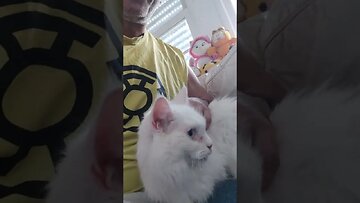 Elizabeth aristocats