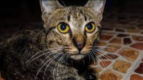 The cat looks on in amazement caught rat