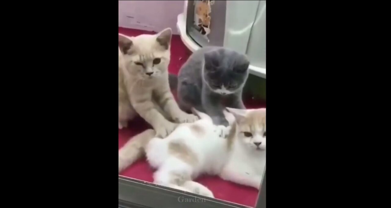 So Cute Cats Best Funny Cat Videos 2021