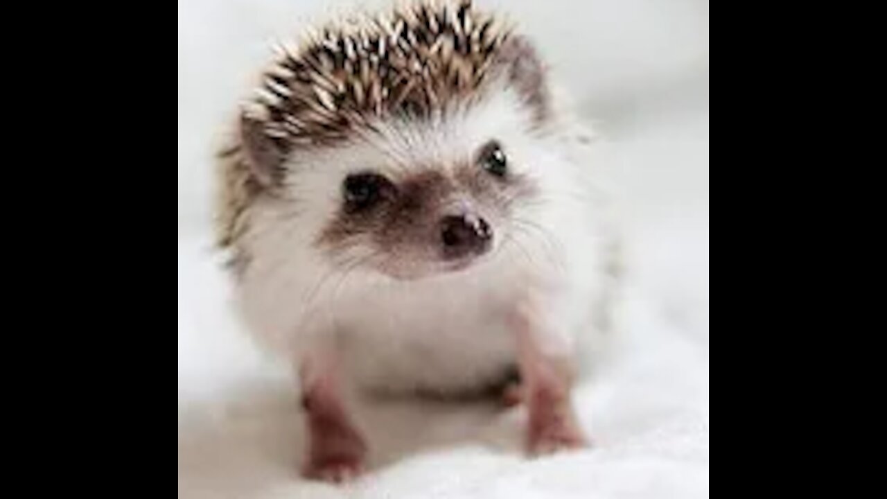 Cute And Funny Pets | Try Not To Laugh To These Pets Compilation!!