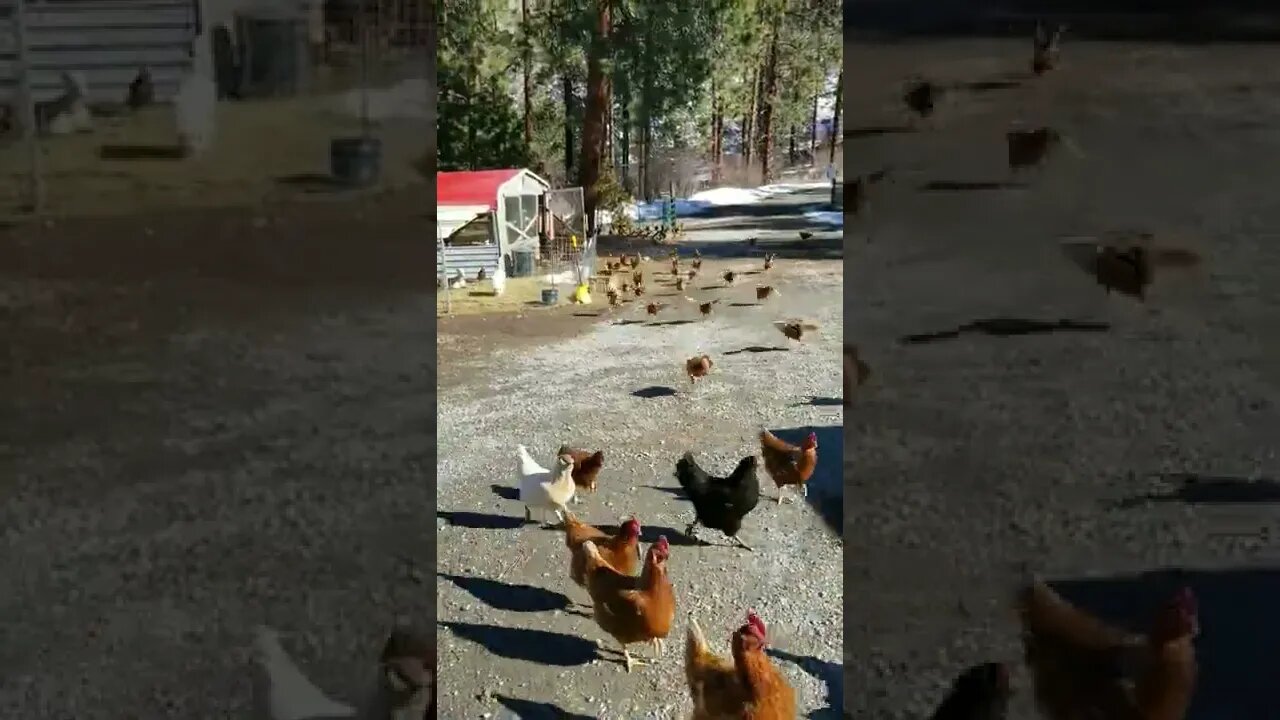 Snack Time Here Chicky Chicky! #chicken #freerange #farm #homesteading #homesteadlife #farm #animals