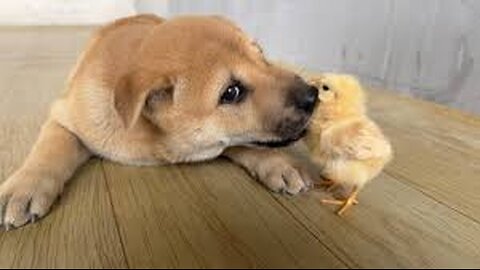 Puppy: I really want a chick! I won't hurt the chick. Cute animal videos. Life of chicks and dogs