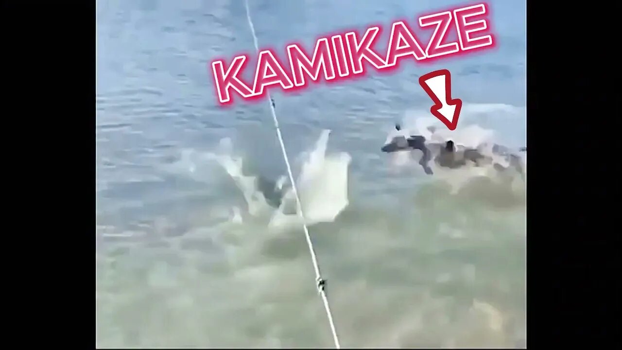 QUANDO SEU CACHORRO NÃO TEM NENHUM JUÍZO !!!