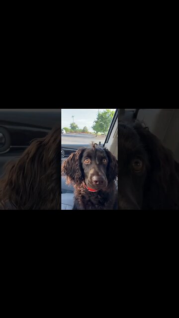 Puppy life. Boykin spaniel’s had the best curls. #outdoors @RDReynoldsOutdoors
