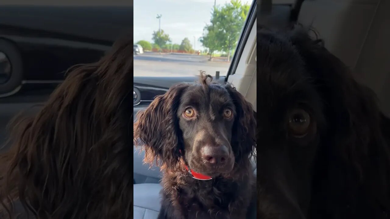 Puppy life. Boykin spaniel’s had the best curls. #outdoors @RDReynoldsOutdoors