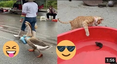 ANIMALS FUNNY VIDEO | FUNNY ANIMAL VIDEO 2022 | MOST FUNNY ANIMALS VIDEO 2022😂😂