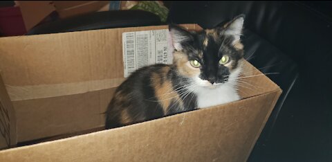 New Kitten