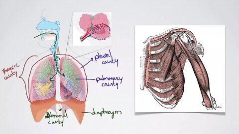 062 Pressure Changes during Breathing