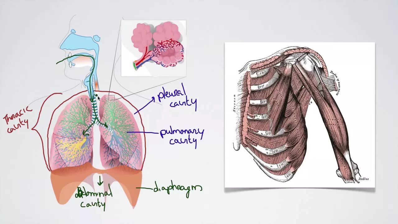 062 Pressure Changes during Breathing