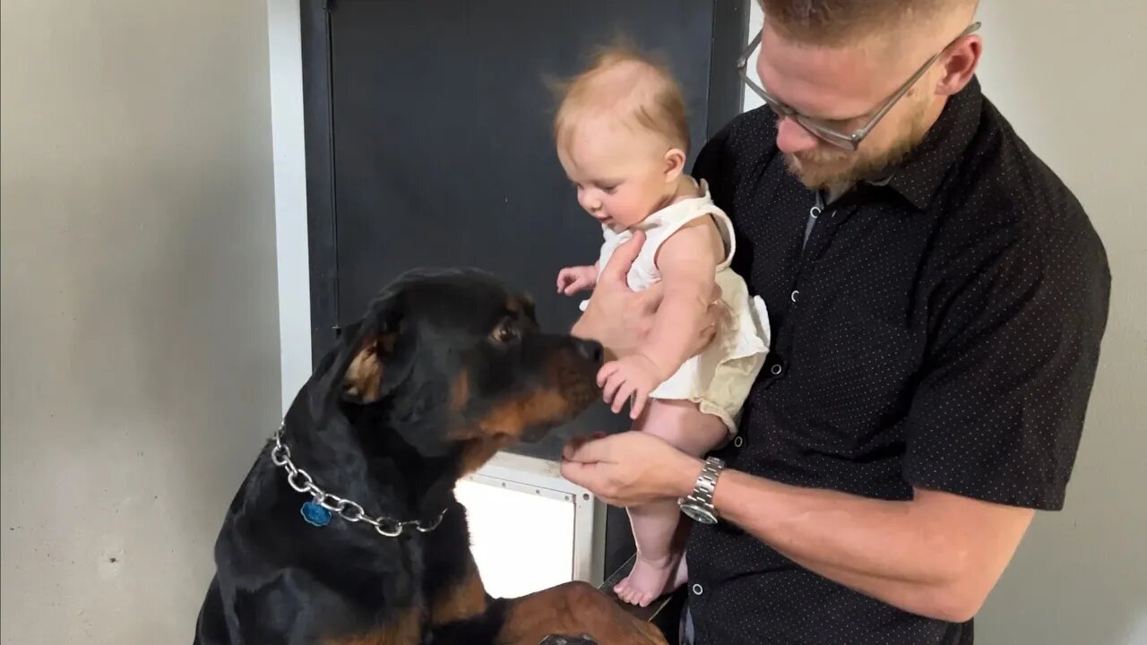 Rottweiler Loves Baby