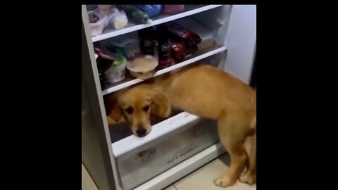 Cute and funny dog 🐕 video 05