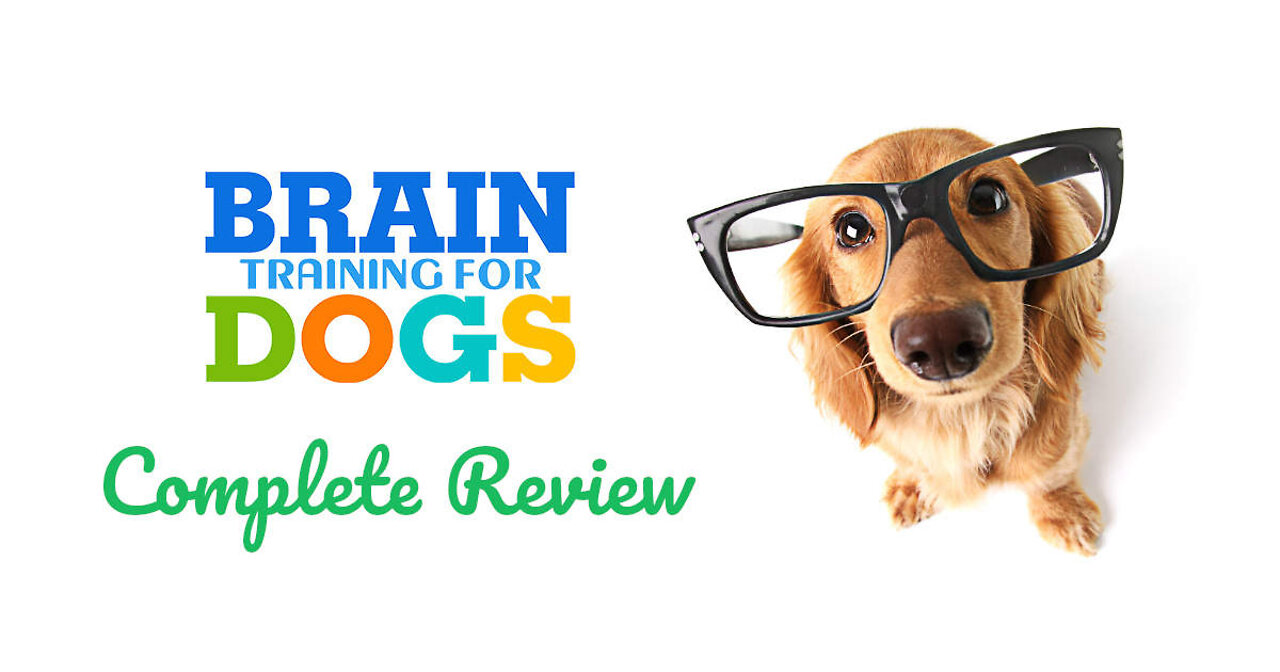 Brain Training For Dogs 👌 | Basic Dog Training 👌