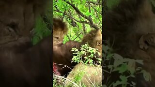 Lion Uses His Brother As A Table | #shorts #MadeInMzansi