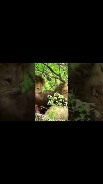 Lion Uses His Brother As A Table | #shorts #MadeInMzansi