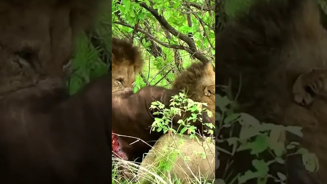 Lion Uses His Brother As A Table | #shorts #MadeInMzansi