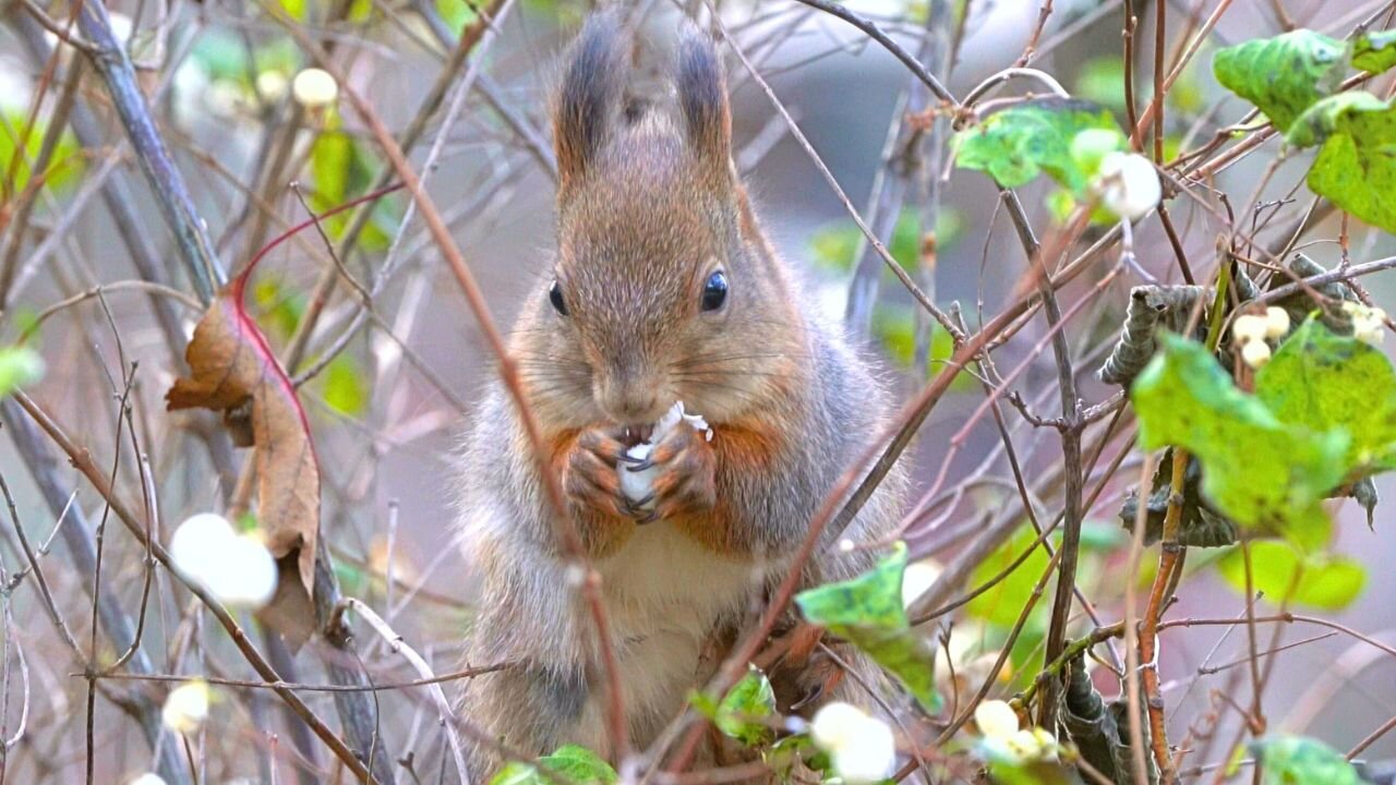 Very Hungry, Not So Red, Squirrel in Late Fall Colors