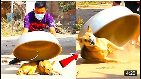 Prank To dog Huge Box Prank to dog_480p