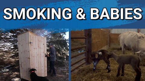 Lambing Season Has Started! | Lets Smoke Some Bacon!