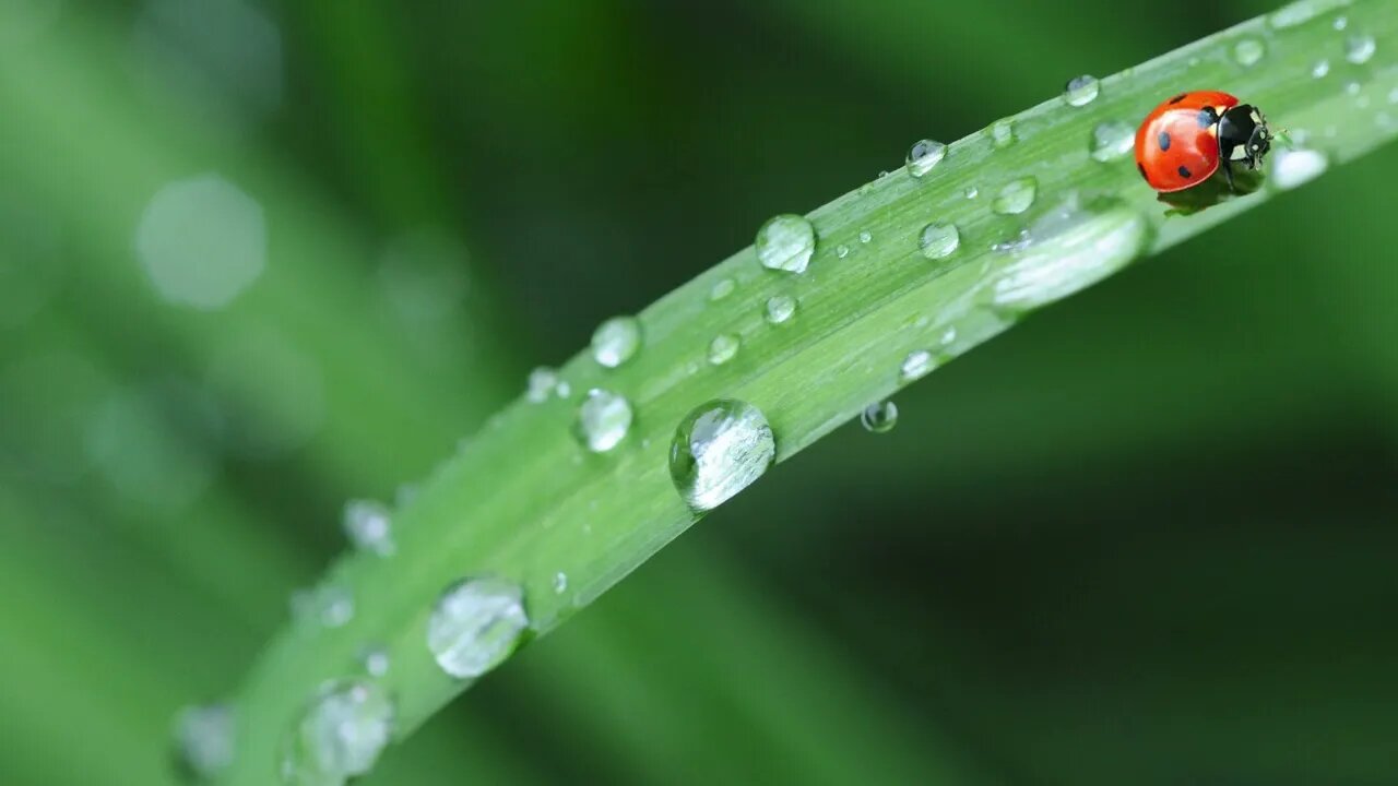 10-Minuten-Meditation: Ruhig werden mit Regengeräuschen | Relaxing-rain