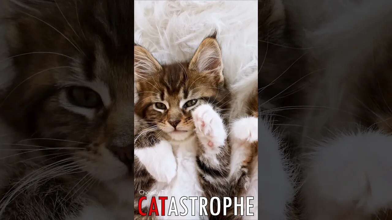 😼 #CATASTROPHE - Morning Whisker Wakers: Grey-Striped Kittens' Playful Paws Embrace the Day 🐈