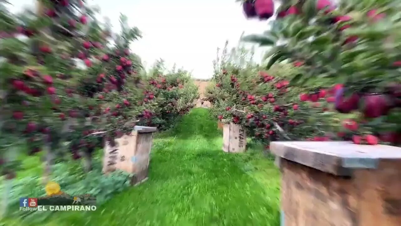 THE MOST BIGGEST APPLE FARM