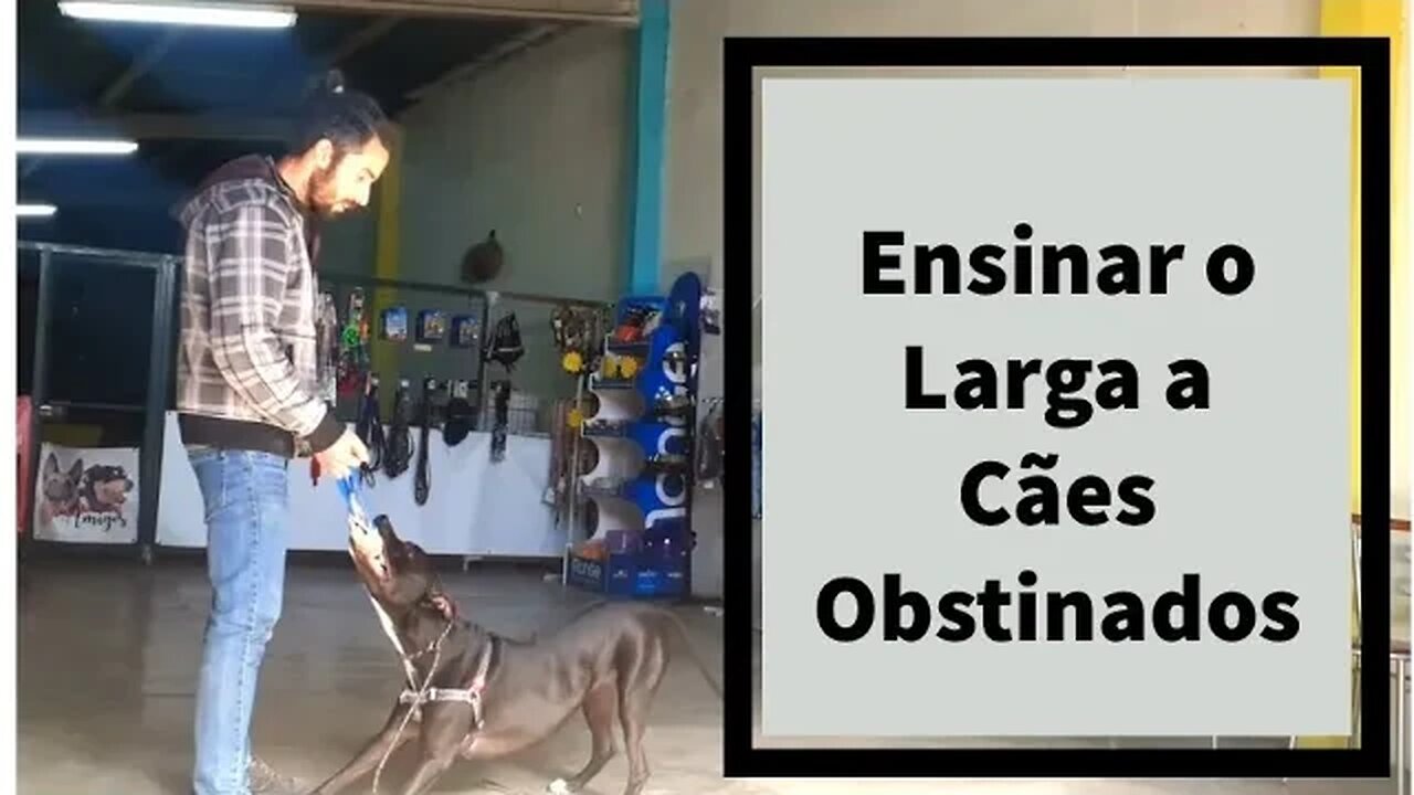 Como Ensinar o Larga a Cães Obstinados- Dicas para Donos