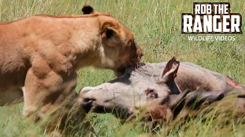 Lion Pride With An Eland Meal | Lalashe Maasai Mara Safari