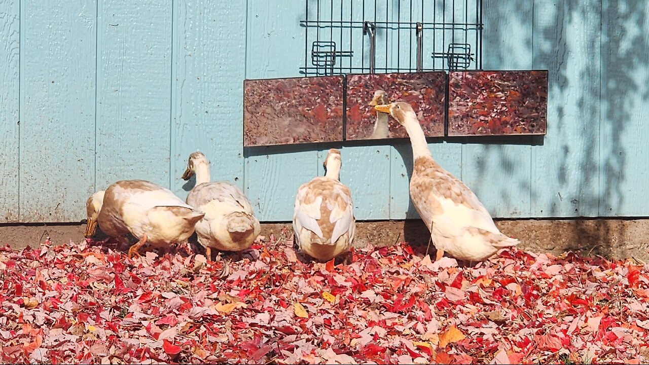 Duck Stream 2: Rhodedendron Hangout