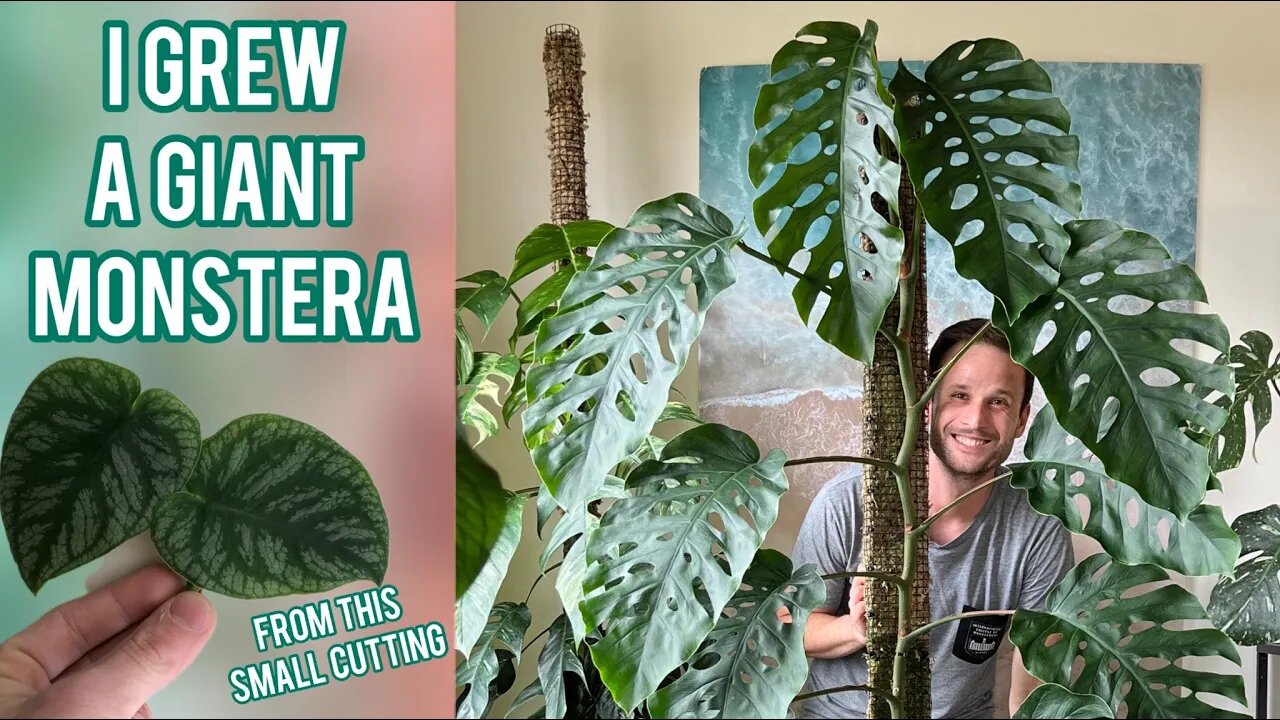 MONSTERA DUBIA - 2 year transformation & care tips - Plant Spotlight