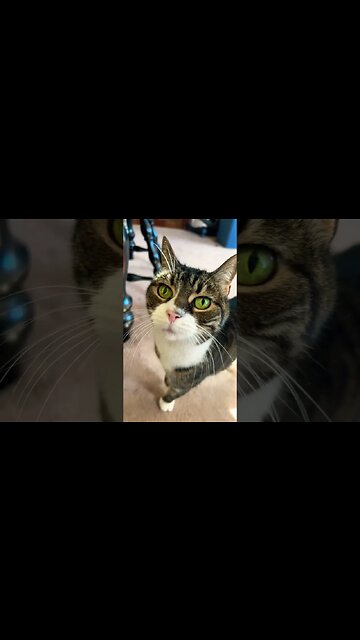 My Cat’s Beautiful Green Eyes