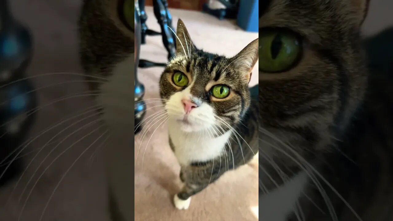 My Cat’s Beautiful Green Eyes