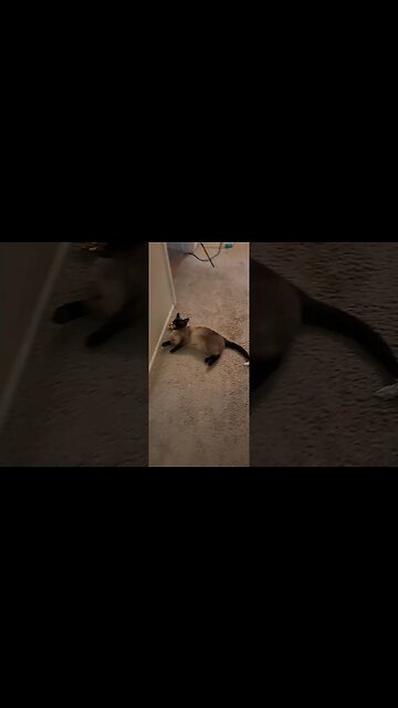 SHORT Cinder Got Some Crinkle Balls! (2) 4-28-23 #viral #cat #adorable #funny