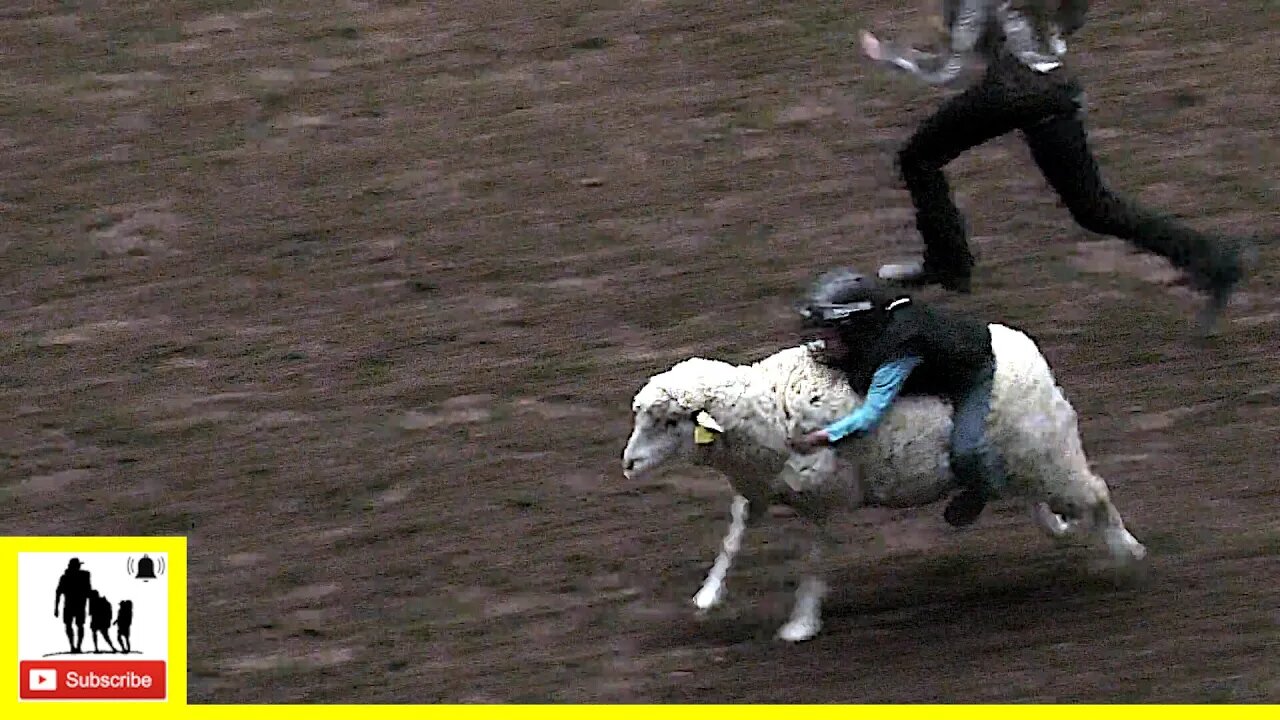 Mutton Bustin' 🦙 2022 San Angelo Rodeo | Saturday