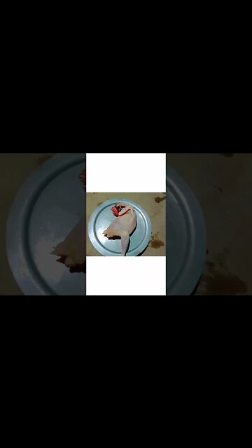 শীতে ভাপা পিঠার সাথে দেশি মুরগির মাংস🤤#shorts #youtubeshorts #viral #bengalcooking @BENGALCOOKING