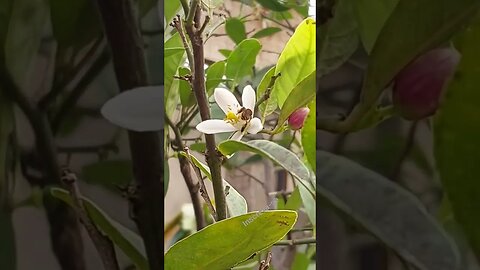 NATUREZA