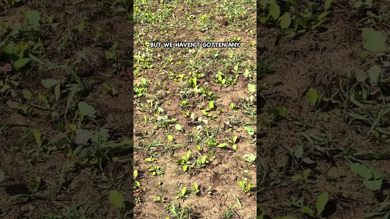 Why Irrigate Cover Crops #covercrop #buckwheat #soilhealth #regenerativeagriculture