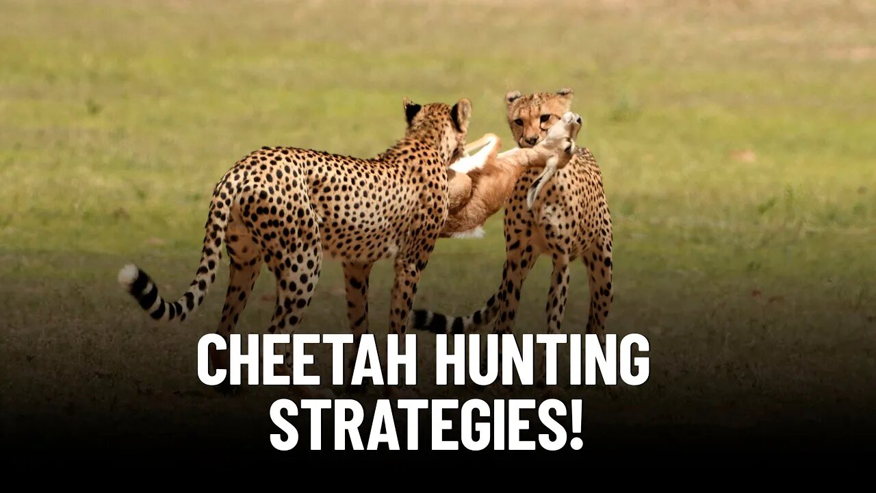 Unveiling the Mystery: Why Do Cheetahs Hunt During the Day?