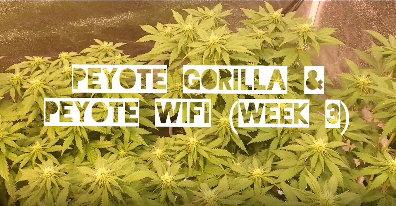 Seedsman's Peyote WIFI & Gorilla (week 3)