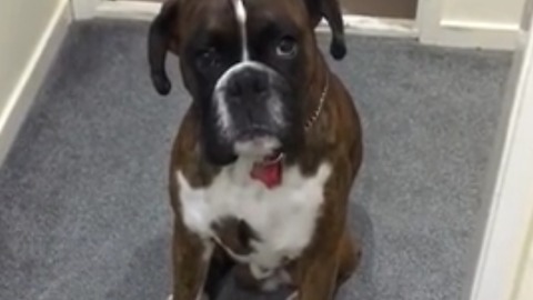 Boxer Wants To Take A Rain Check On Bath Time