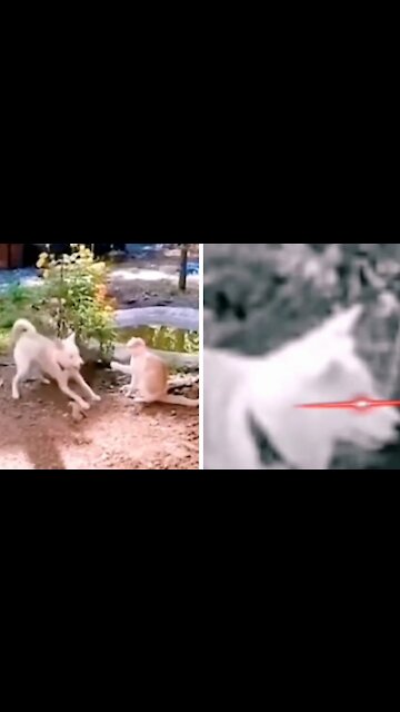 Kung Fu Arts Master Dog Throws Cat In Fight