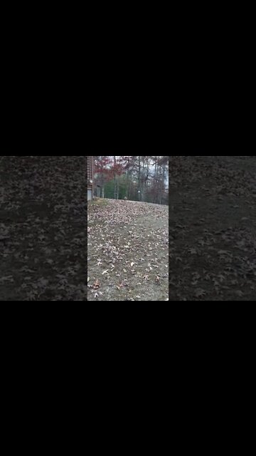 EHR: Stalked by a 50lb Pig Dog