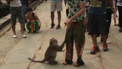 Macaco selvagem ameaça homem para receber comida!