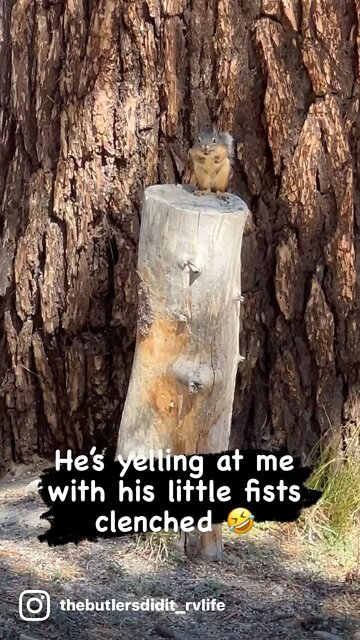 Angry Squirrel Yells at Passerby