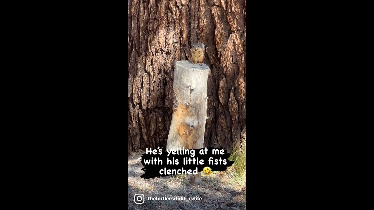 Angry Squirrel Yells at Passerby