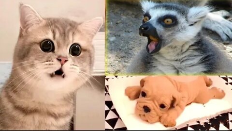 Cat funny video 😂 // A cat and many friends funny videos