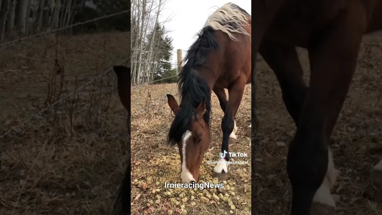 REAL CDN COWBOY- Little Mare Update