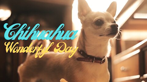 Surprisingly !!! What a Chihuahua guy doing in a day