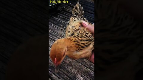 oh my god the two chickens are so approachable and so cute