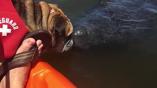 English Bulldog shares kisses with wild manatee